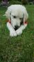 Holly
