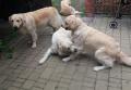 Glen řádí s Goldie, Dori a Carry - psí párty