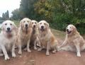 jedna společná - zleva Holly, Carry,Goldie,Dori a Enži