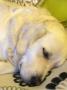 Selminka (Gessie) 11/16