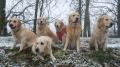 zprava Dorotka, Glen, Enži, Carry,Glen a Goldie 12/16