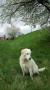 Holly