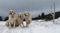 Goldie s mámou a sestrou Dori - Krkonoše