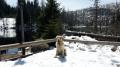 Maxík u jezera Laka - Šumava 1.5.17