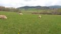 Fabi, Fina, Candy a Carry - Šumava 5/17