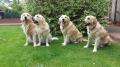 zleva Tobi, Glen, Carry a Goldie 5/17