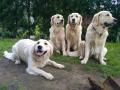 Happy, Goldie, Carry a Dorotka 5/17