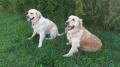 zprava Daisy a Goldie 5/17