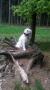 Holly