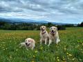Dori,Goldie,Carry na louce v Českém ráji 9/17
