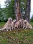 zleva Tobi, Glen, Dori, Goldie a Carry 9/17