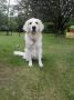 Angie (Ginna)