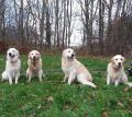 zleva Holly, Carry, Harry a Happy - Pce 11/17