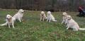 dvojice Happy a Harry, Carry a Holly, Dori a Goldie