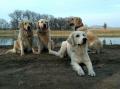 Huck s mámou a sestrami Dori a Goldie - Pce 3/18