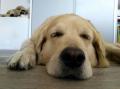 Dori relaxuje