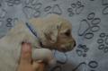 Chicco