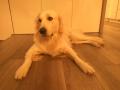 Huck