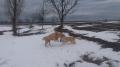 páreček - Goldienka s Foxíkem - setkání po 5.měsících