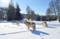 dovolená v Orlických horách 2/2019