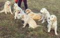 pokus o společné foto - Goldie, Charry, Dori, Blondie, Chilli, Annie a Chasey