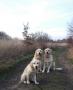Chillinka s Dori a Goldie
