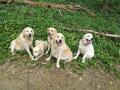 Carrynka, Chillinka, Goldienka, Dorinka a Chaseynek