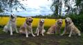 zleva Huck, Goldie, Chilli, Dori a Carry 5/19