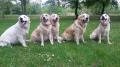 zleva Chasey,Goldie, Carry,Dori a Chilli -5/19