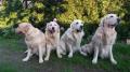 zleva Goldie, Carry, Glen a Tobi 5/19