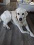 Selminka (Gessie) 7/19