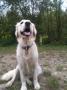 Holly