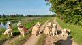Chilli, Dori, Goldie, Carry,Holly a Happy