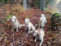 zleva: táta Fox, dcera Annie, máma Goldie, babi Carry a syn Chasey - Jevany 11/19