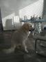 Huck