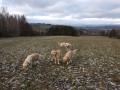 Happyenka a její psí rodina - Český ráj 31.12.19