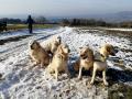 Český ráj - Dori, Chasey, Carry, Goldie a Chilli 2/20