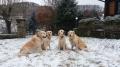 Dorotka s Chillinkou, Goldienkou a Carrynkou 2/20
