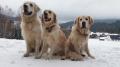Chasey, Goldie a Carry - Jizerské hory 2/20