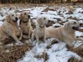 Carrynka, Goldienka, Izzynka a Chaseynek