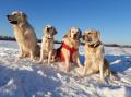 Chaseynek, Izzy, Carry a Goldie-pardub.pole 2/21