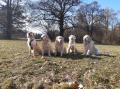 Chilli, Dori, Goldie, Izzy a Carry - psí rodina