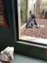 Izzynka nehnutě zírá na gorilu