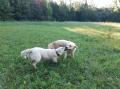 sourozenci Izzy a Iggy