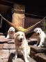 Carry, Goldie a Izzy na chalupě 8/21