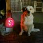retrívří halloween - Chaseynek