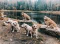 procházka psí rodinky - máma Golďa, táta Fox a potomci Annie, Izzy, Blondie a Chasey