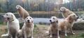 psí rodina - na kamenech táta Fox, máma Goldie a potomci Chasey, Blondie, Izzy a Annie