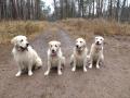 Chasey, Goldie, Blondie a Izzy - vylet v Břehách