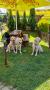 Happy s Izzy a Goldie v restauraci